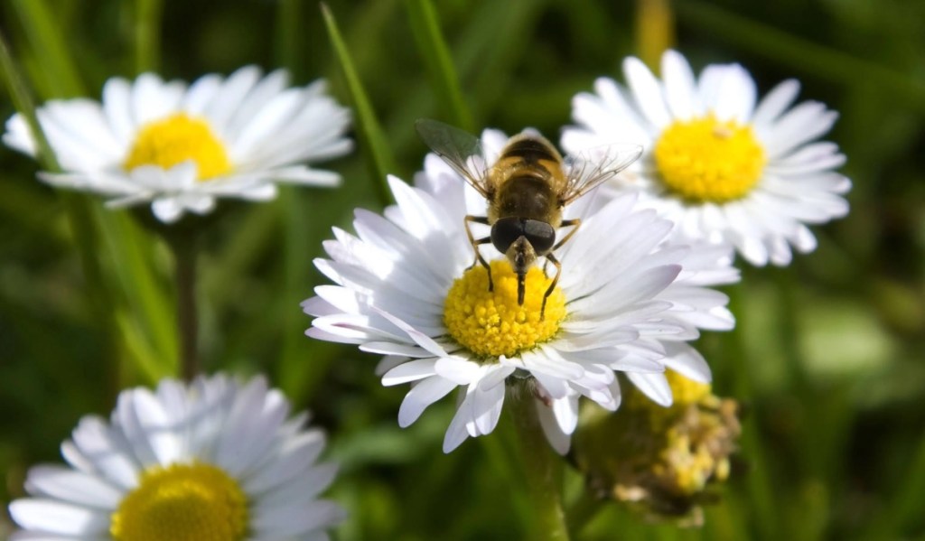 Biene sitzt auf einem Gänseblümchen, Nahaufnahme.