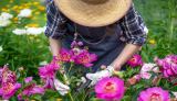 Eine Frau mit Strohhut bei der Gartenarbeit in einem Blumenbeet.