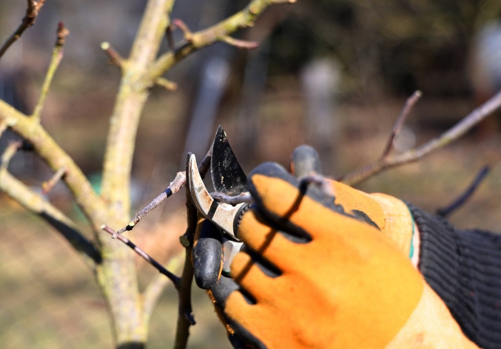 Eine Frau bei der Gartenarbeit schneidet Obstbäume im Frühjahr zurück.