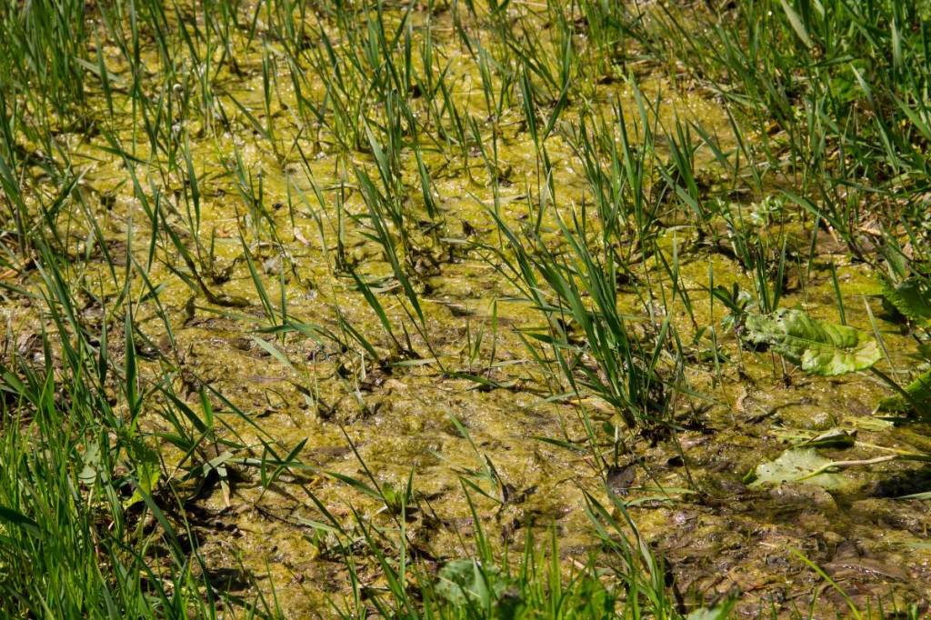 Grüner Schleim auf dem Rasen: Das musst du jetzt tun