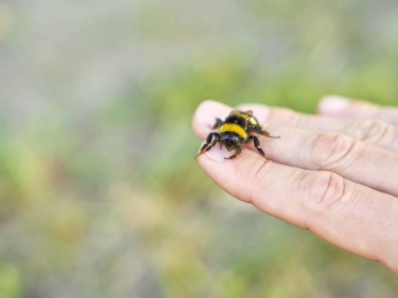 Eine Hummel sitzt auf einer Hand – Nahaufnahme.