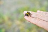 Eine Hummel sitzt auf einer Hand – Nahaufnahme.