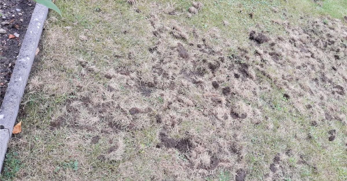Ein Foto zeigt Löcher im Rasen, die von einem Tier verursacht wurden.