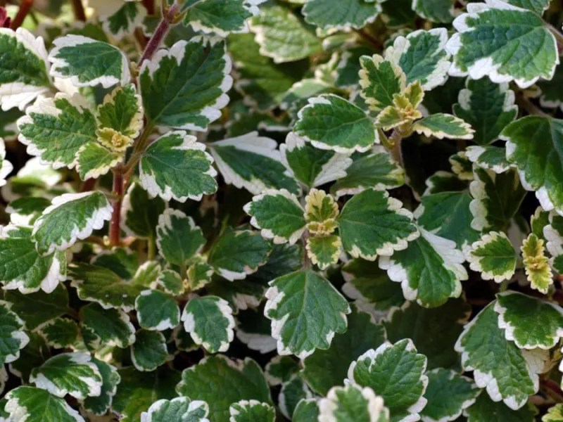 Mottenkönig im Garten.