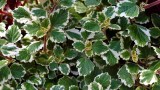 Mottenkönig im Garten.