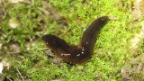 Fleischfressender Wurm „Obama nungara“ in der Natur.