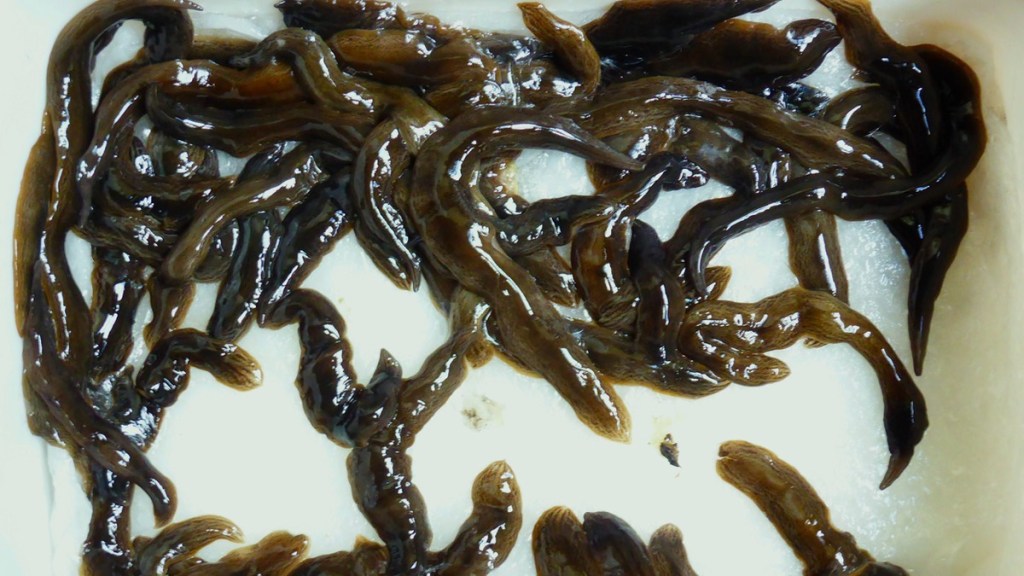 Fleischfressender Wurm „Obama nungara“ breitet sich aus.
