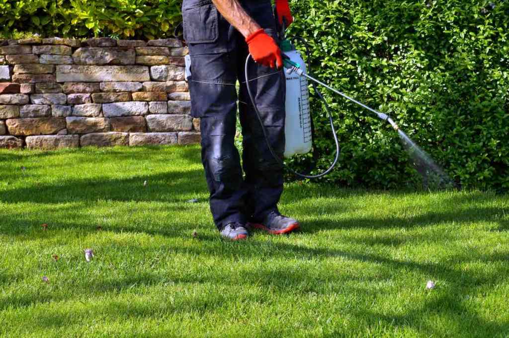 Ein Mann färbt seinen Rasen mit Rasenfarbe-Spray.