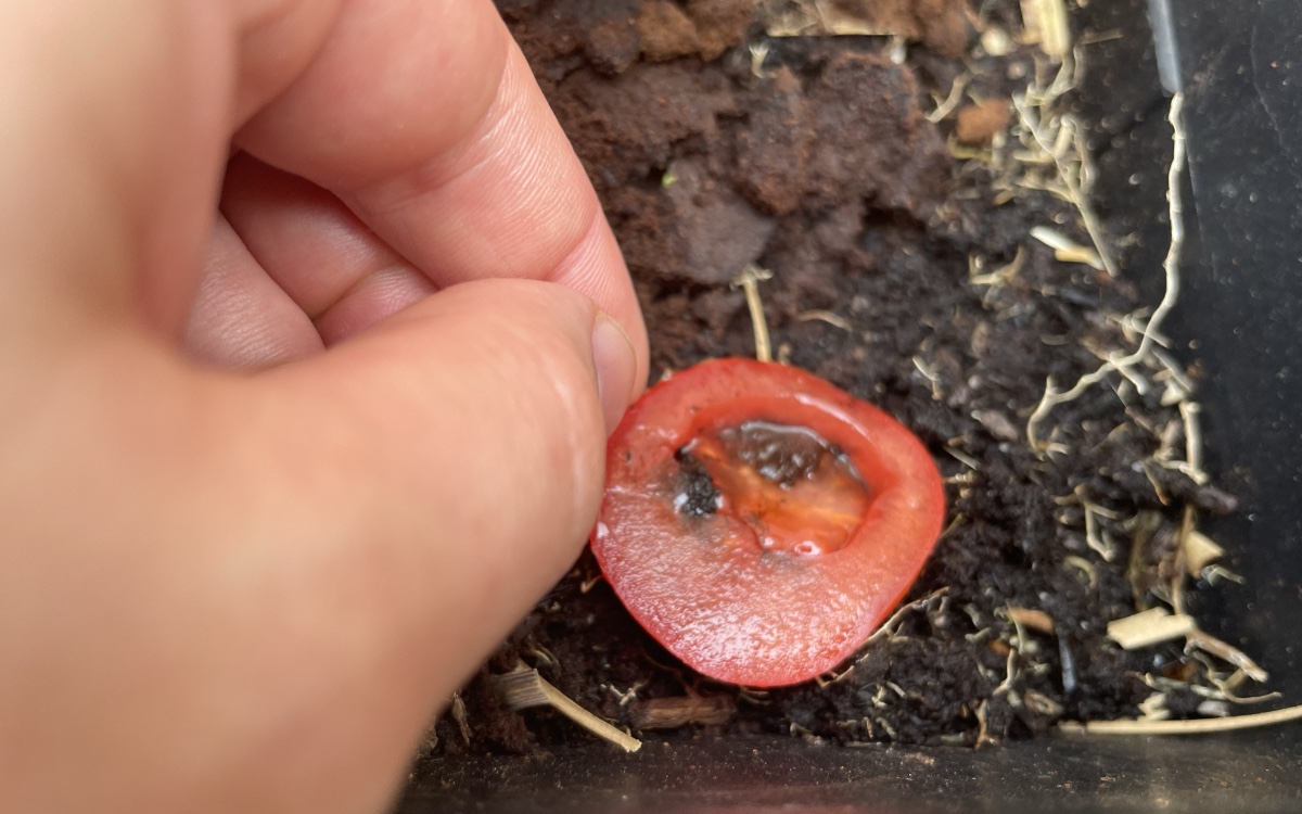 Eine Tomatenscheibe wird in einen Topf mit Blumenerde gelegt. Nahaufnahme.