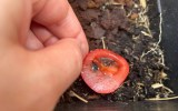 Eine Tomatenscheibe wird in einen Topf mit Blumenerde gelegt. Nahaufnahme.