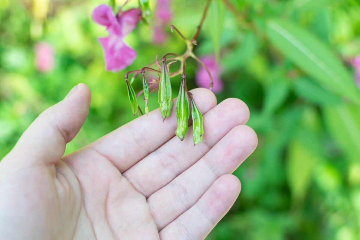 Eine Hand hält die Knospen einer Impatiens glandulifera, auch Drüsiges Springkraut genannt.