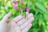Eine Hand hält die Knospen einer Impatiens glandulifera, auch Drüsiges Springkraut genannt.