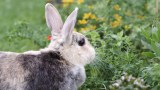 ein Kaninchen sitzt in einem Blumenbeet