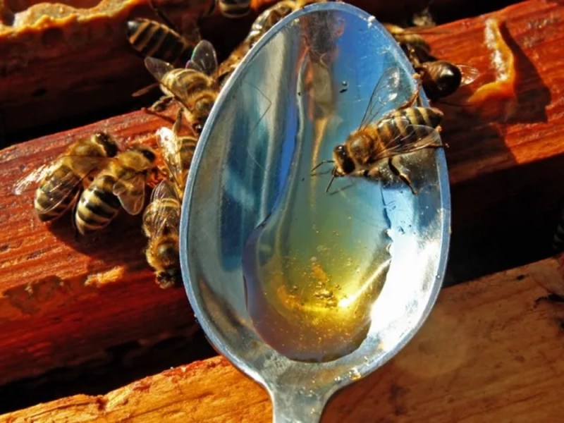 Bienen an einem Löffel mit Honig.
