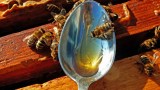 Bienen an einem Löffel mit Honig.
