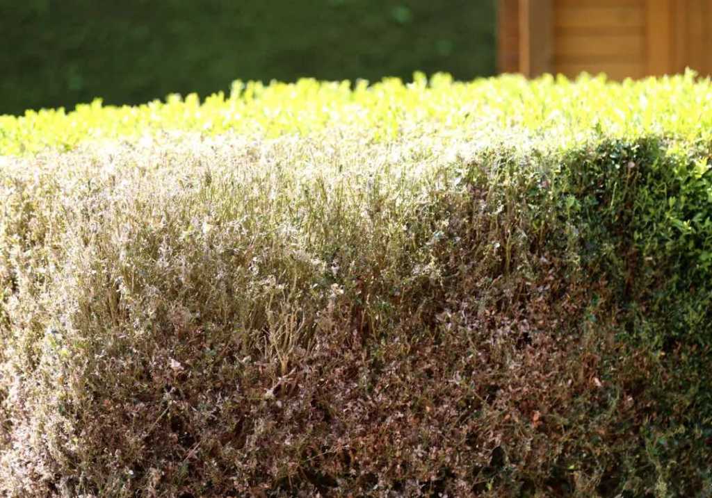 Eine Hecke nach Befall durch den Buchsbaumzünsler.