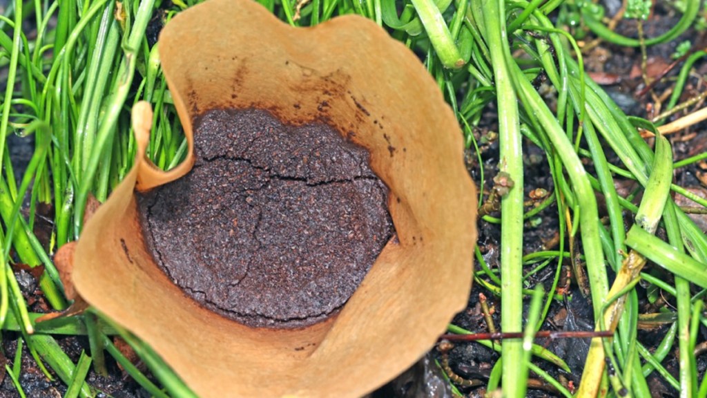 Kaffeesatz in einer Filtertüte im Garten.