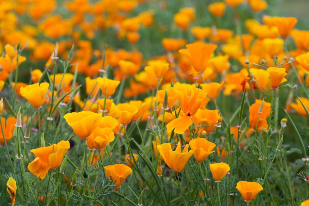 Blühender Kalifornischer Mohn in einem Garten.