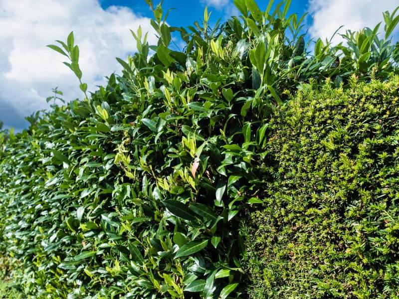 Kirschlorbeer-Hecke – an einer Stelle bereits zurückgeschnitten.