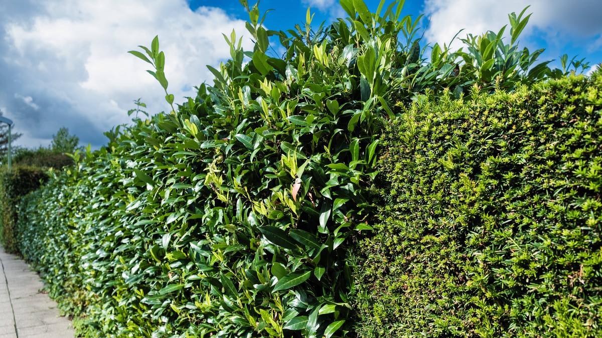 Kirschlorbeer-Hecke – an einer Stelle bereits zurückgeschnitten.