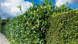 Kirschlorbeer-Hecke – an einer Stelle bereits zurückgeschnitten.