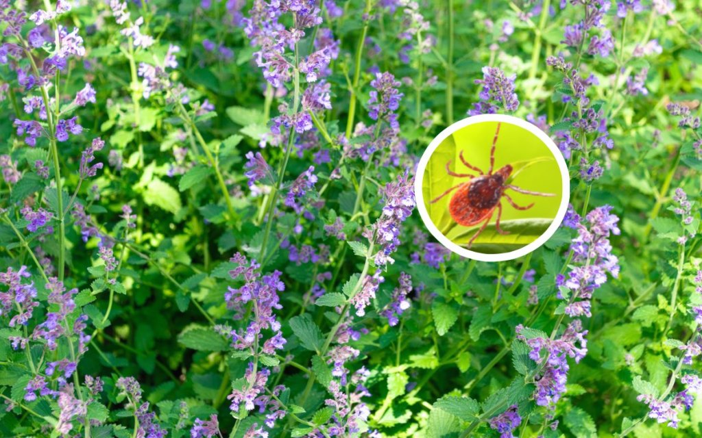 Zecken: Mit diesen Pflanzen im Garten schützt du dich vor den Blutsaugern