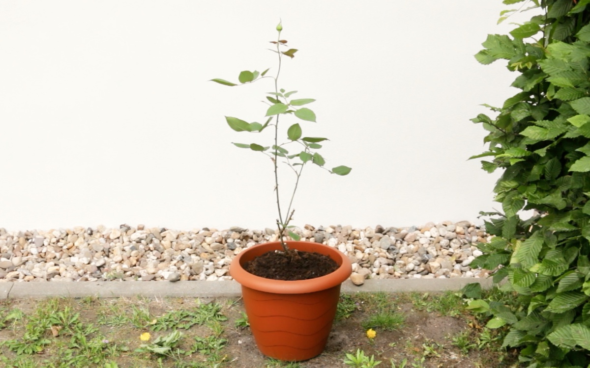 Eine Rose wächst in einem Blumentopf an einem Haus.