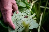 Ein Gärtner beim Schnecken bekämpfen: Ein Mann entfernt eine Nacktschnecke von einem zerfressenen Blatt.