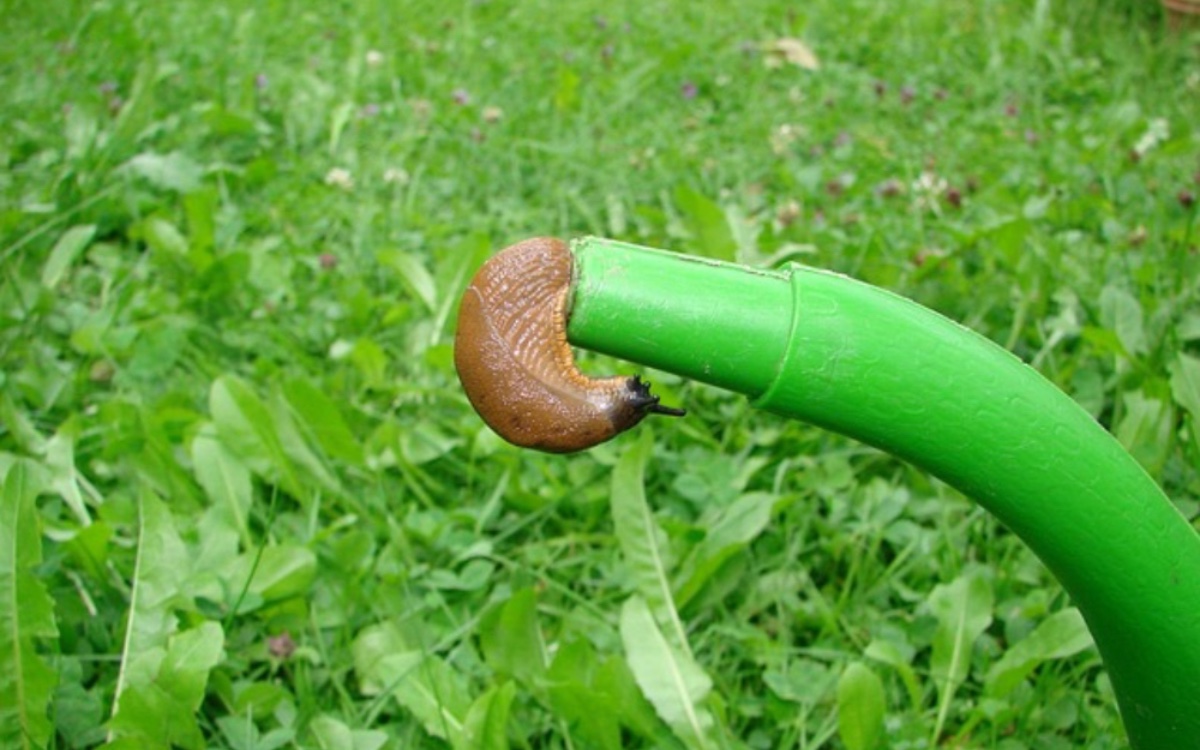 Eine braune Nacktschnecke kriecht aus einer Gießkanne in einem Garten heraus.
