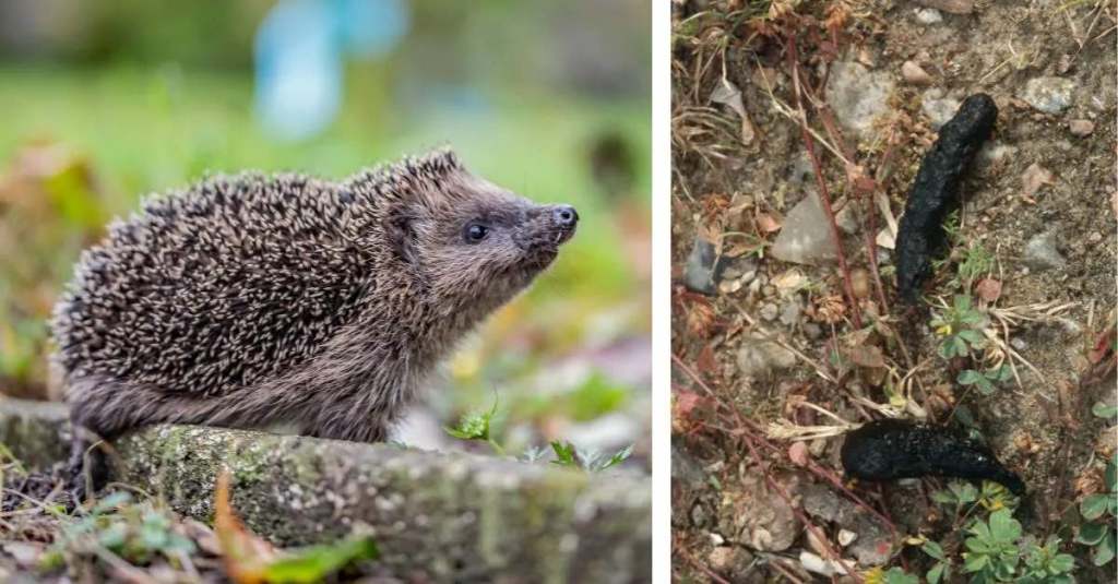 Ein Igel in einem Garten und ein Bild von Igelkot.