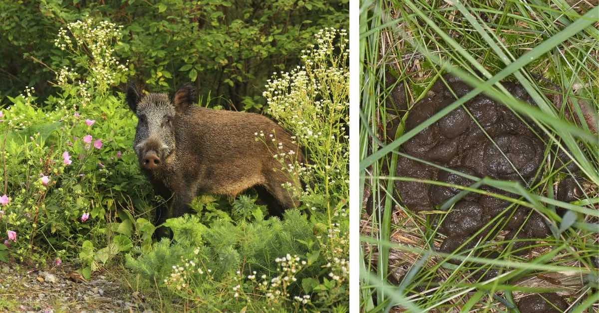 Tierkot im Garten bestimmen So geht es Genialetricks