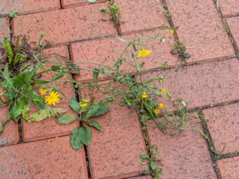 Garten: Unkraut aus Fugen beseitigen – 4 einfache Methoden