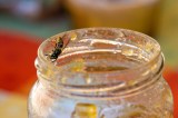Eine Wespe krabbelt am Rand eines Marmeladenglases entlang.