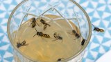 Unzählige Wespen in einem Glas mit Apfelsaft.