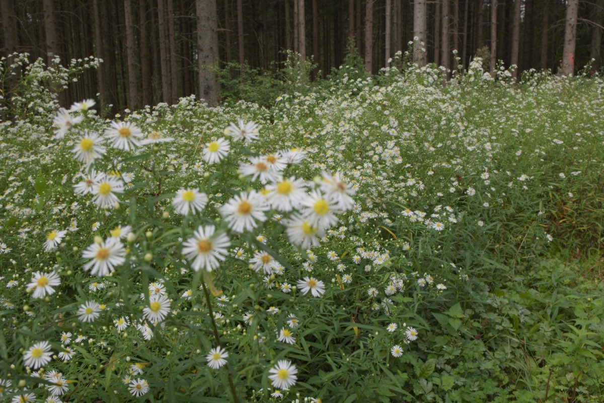 Eine Wiese vor einem Wald, darauf wächst fast ausschließlich das invasive Einjährige Berufkraut.