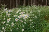 Eine Wiese vor einem Wald, darauf wächst fast ausschließlich das invasive Einjährige Berufkraut.