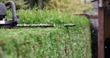 Hecke wird geschnitten in Nahaufnahme.