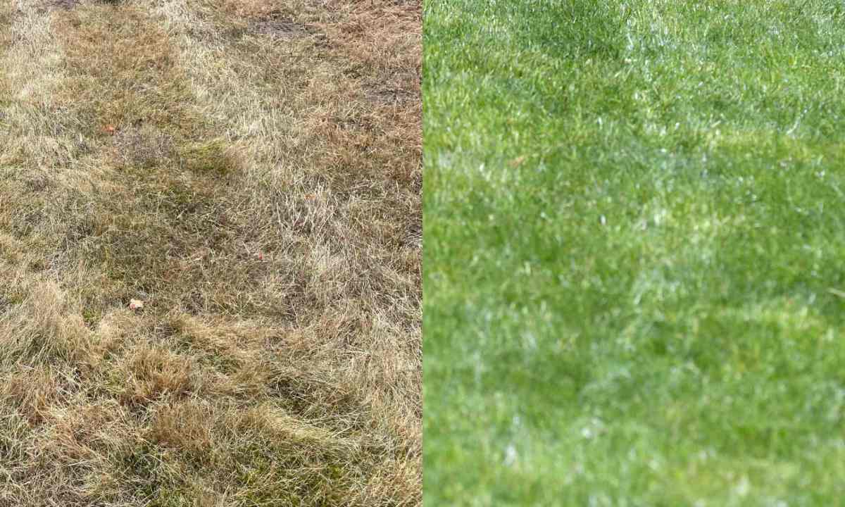 Vertrockneter Rasen durch anhaltende Trockenheit im Sommer neben einem grünen Rasen. Vorher-nachher-Bild.