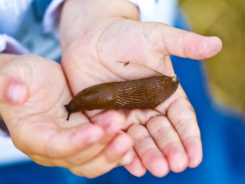 Eine Nacktschnecke auf der Hand eines Kindes.