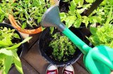 Eine Frau beim Tomaten gießen auf ihrer Terasse.
