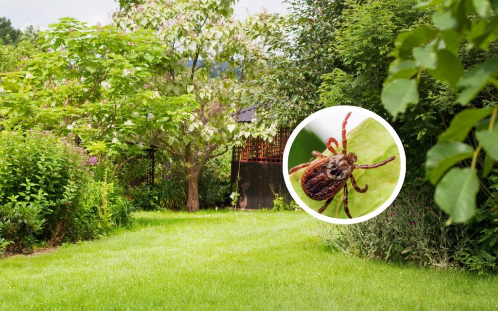 Garten: Zecken-Hotspots – So decken Sie sie auf