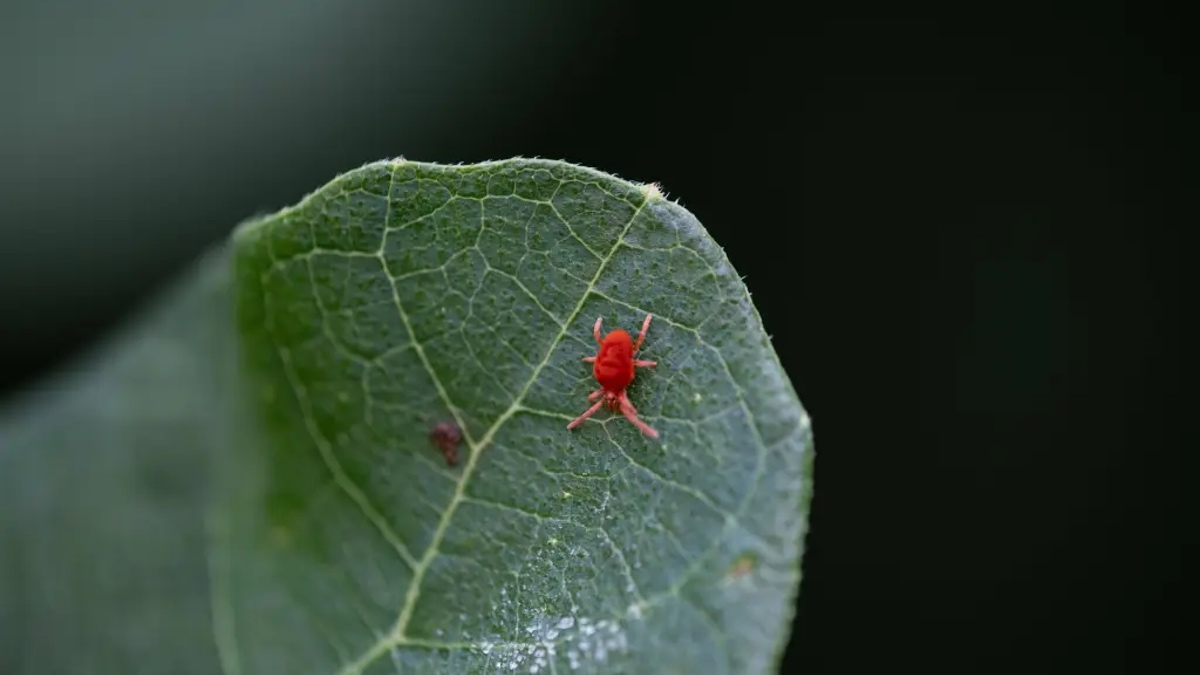 Rote Samtmilbe auf dem Blatt einer Pflanze.
