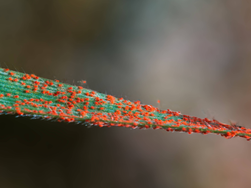 Viele rote Spinnmilben auf einer Pflanze.