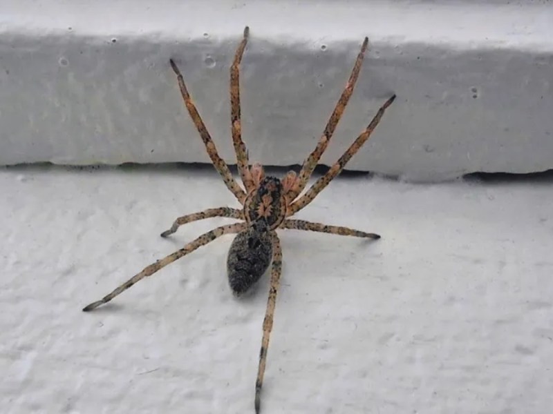 Spinne im Haus.