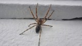 Spinne im Haus.