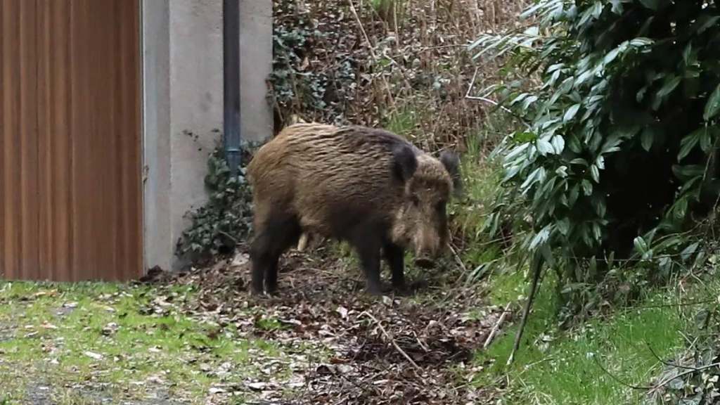 Ein Wildschwein in einem Garten eines Wohngebiets.