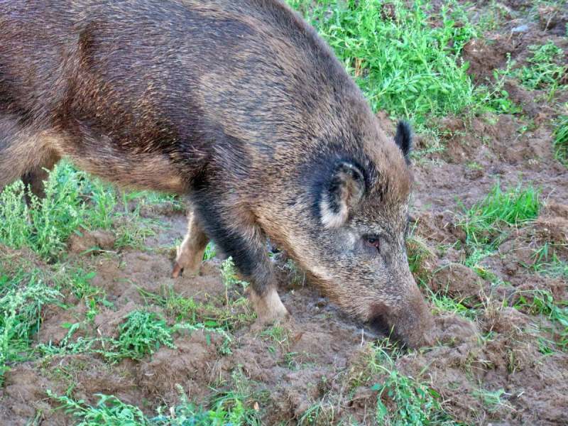 Ein Wildschwein sucht in einem Garten nach Futter.