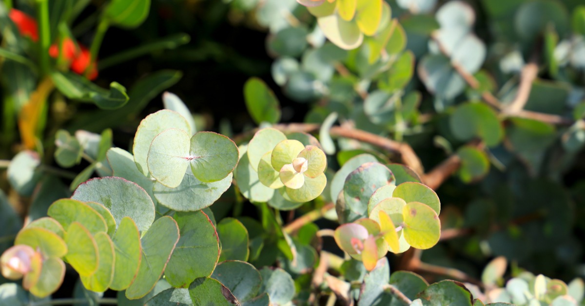 Eukalyptus pflegen im Garten pflanzen, düngen, schneiden Genialetricks