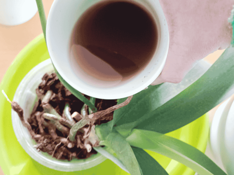 Orchideendünger Kaffee
