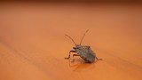 Stinkwanzen bekämpfen: eine Stinkwanze krabbelt über einen orangen Boden